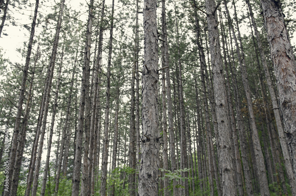 Inside Deep Dark Pine Tree Forest Inside Deep Dark Pine Tree Forest