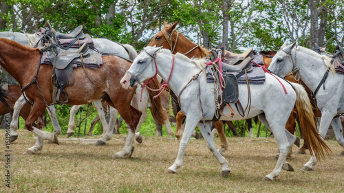 Horses prepared for tourists walking
