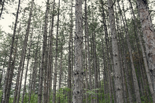 Inside Deep Dark Pine Tree Forest 