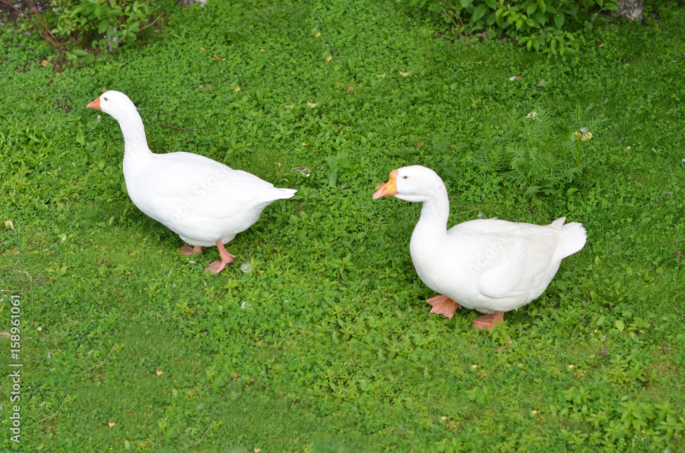 Two geese walking on the grass Two geese walking on the grass