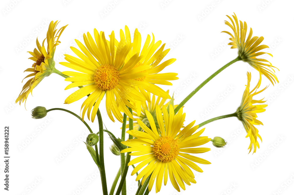 Yellow chamomile isolated on white background