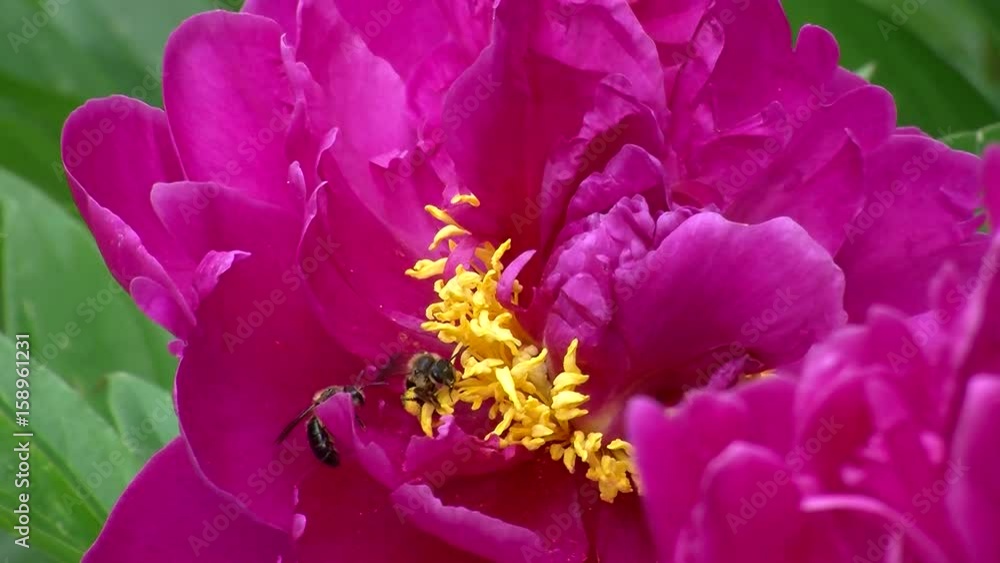Zwei kleine Bienen wollen einen Platz bei den gelben Blütenfäden der rosa Pfingstrose (Großaufnahme) Zwei kleine Bienen wollen einen Platz bei den gelben Blütenfäden der rosa Pfingstrose (Großaufnahme)