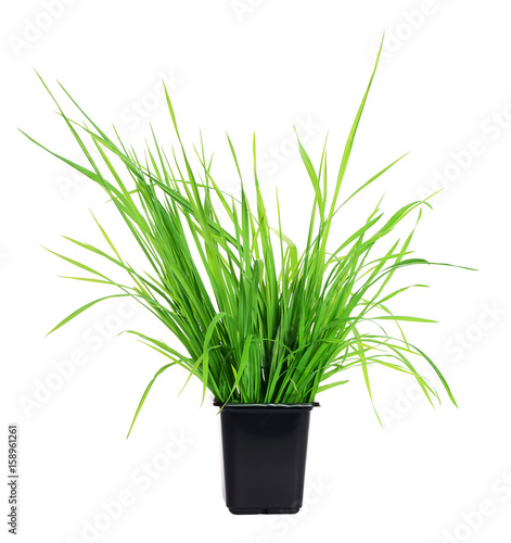 Grass in pot isolated on white