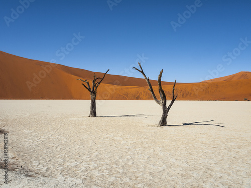 Deadvlei in the Namib Naukluft National Park  Sesriem  Namibia