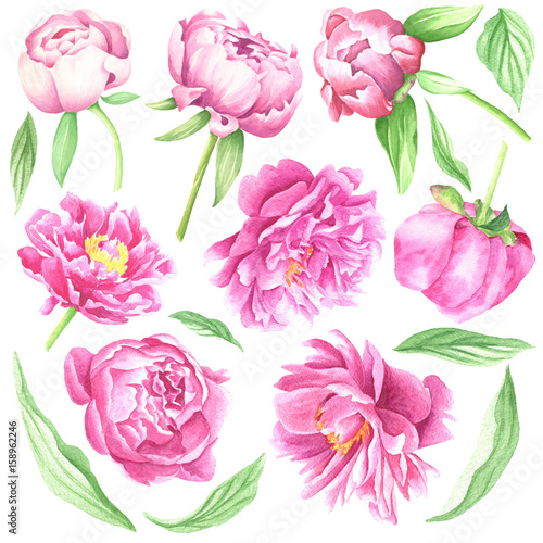 Watercolor peonies, hand drawn flowers set with leaves and stems, isolated on white background. Floral botanical illustration.