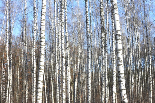 Birch grove with black-white birch trees and dried birch trunks