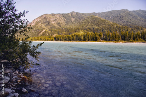 Altai. Mountain turbulent river flows among the trees. In the distance the mountains. Neighborhood Belugas, photo made in the campaign, in the summer, Russia.