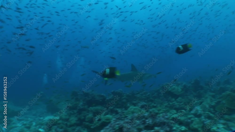 hammer head Shark diving Underwater Video Galapagos islands Pacific Ocean hammer head Shark diving Underwater Video Galapagos islands Pacific Ocean
