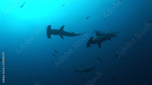 hammer head Shark diving Underwater Video Galapagos islands Pacific Ocean