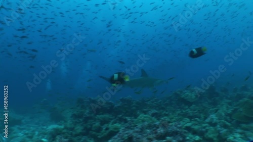 Wallpaper Mural hammer head Shark diving Underwater Video Galapagos islands Pacific Ocean Torontodigital.ca