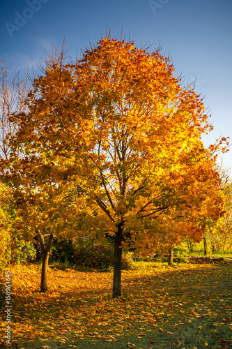 Tree in autumn sunlight.