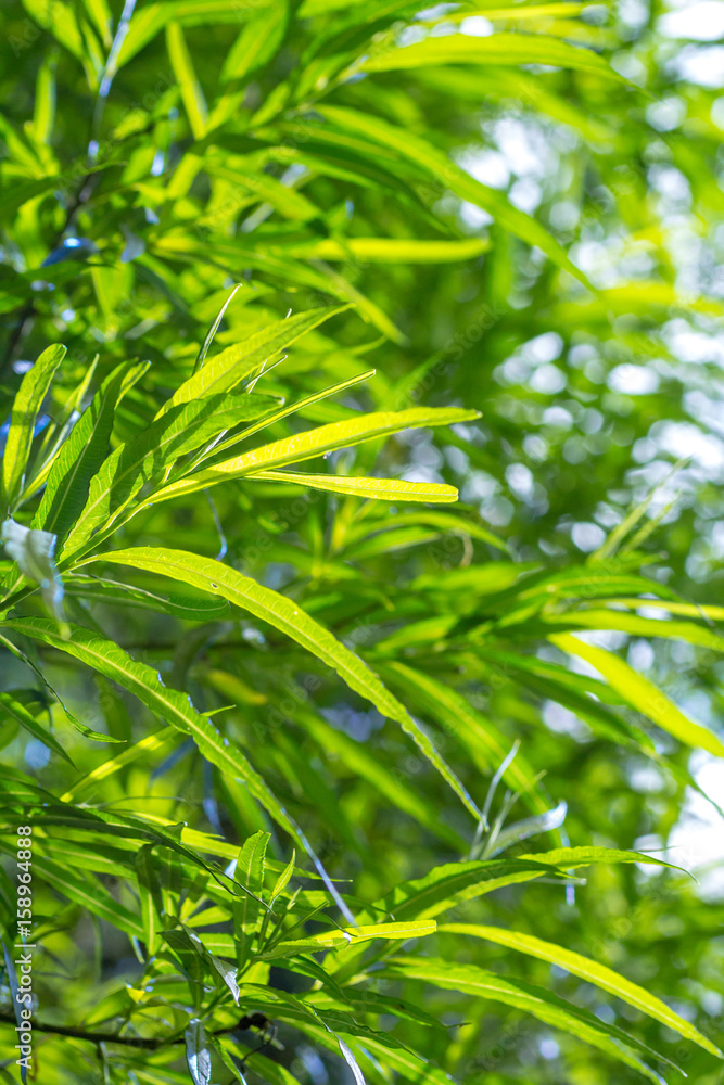 Bamboo plants background