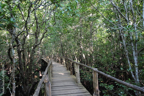 Bridge at Jozani Chwaka Bay National Park   Zanzibar Island  Tanzania  Indian Ocean  East Africa