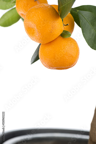 Calamondin Leaves and Fruits with Copy Space photo