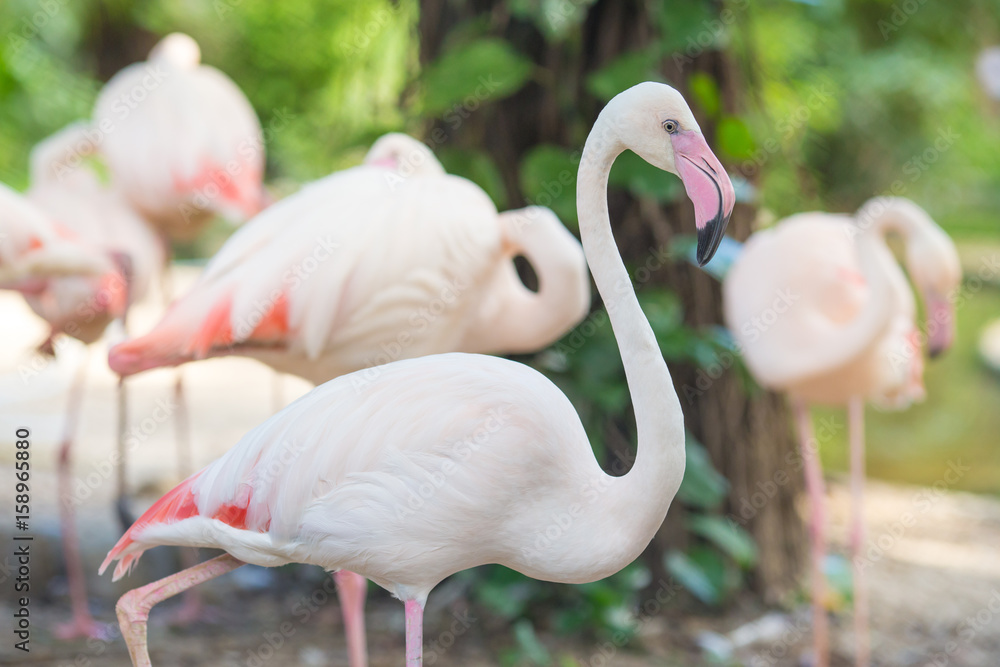 Naklejka premium Flamingo walking and looking at the camera Natural Backgrounds,Evening light sunshine