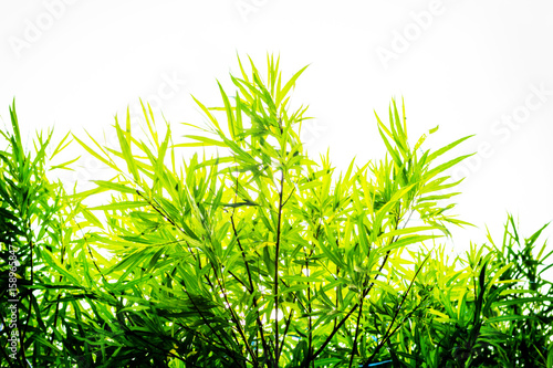Bamboo plants background