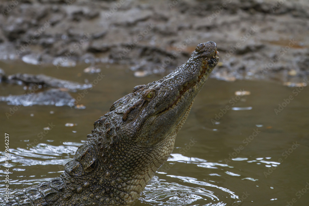 Close up Siamese Crocodile in Thailand Close up Siamese Crocodile in Thailand