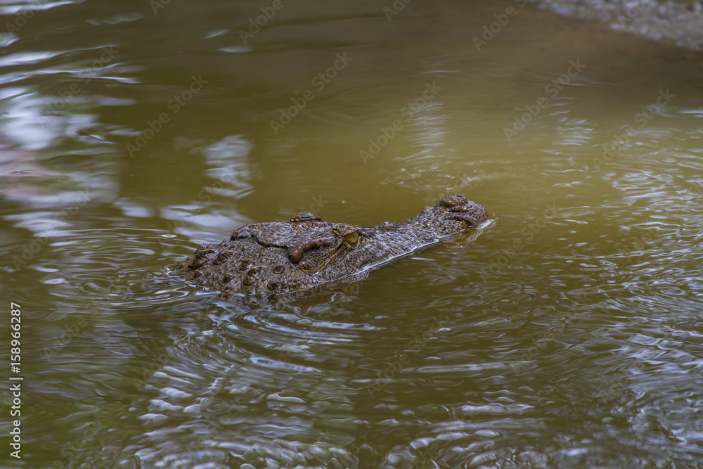 Close up Siamese Crocodile in Thailand Close up Siamese Crocodile in Thailand