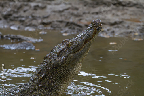 Close up Siamese Crocodile in Thailand
