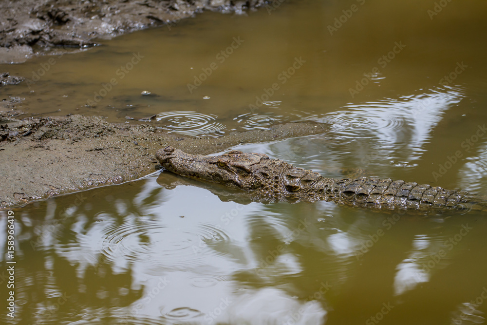 Close up Siamese Crocodile in Thailand Close up Siamese Crocodile in Thailand