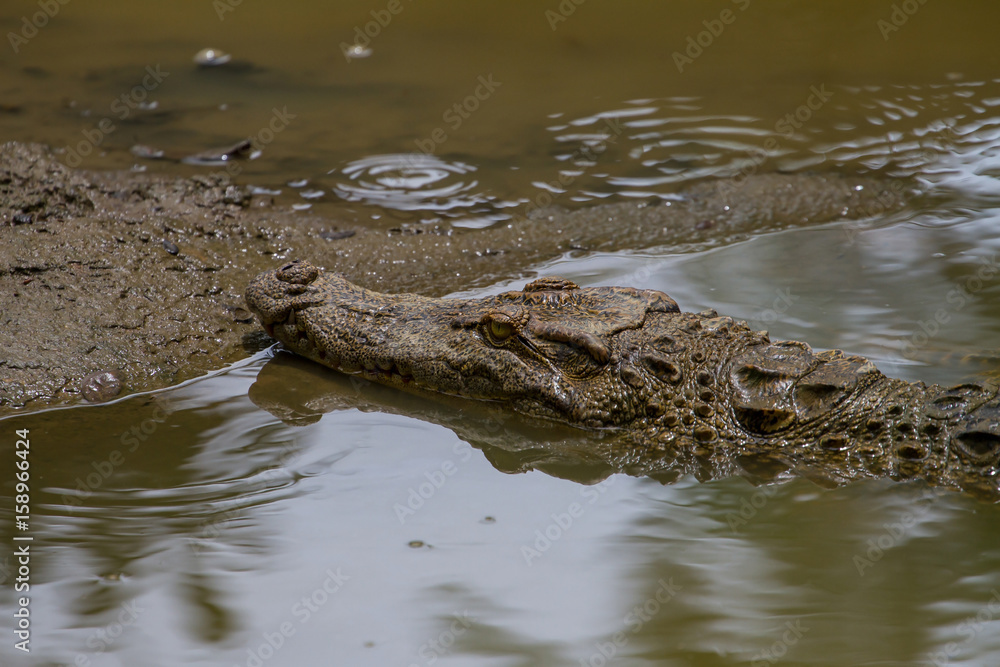 Close up Siamese Crocodile in Thailand Close up Siamese Crocodile in Thailand