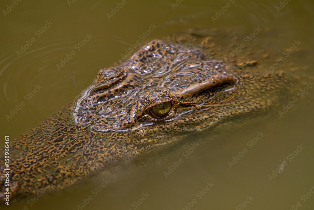 Close up Siamese Crocodile in Thailand Close up Siamese Crocodile in Thailand