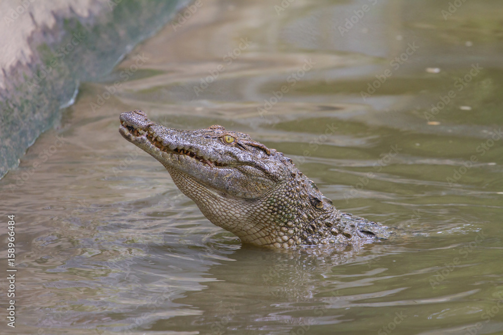 Close up Siamese Crocodile in Thailand Close up Siamese Crocodile in Thailand