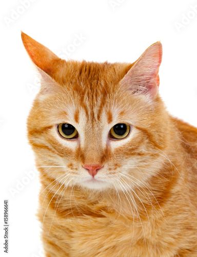 Adult red cat with overweigh