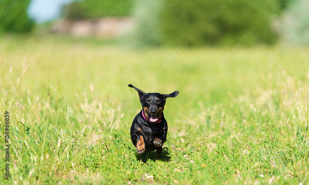 Dachshund dog in the park