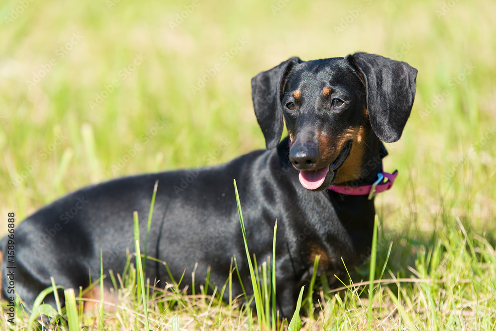 Dachshund dog in the park Dachshund dog in the park