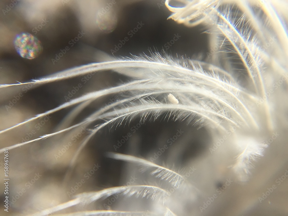 Fototapeta premium Seagull feather
