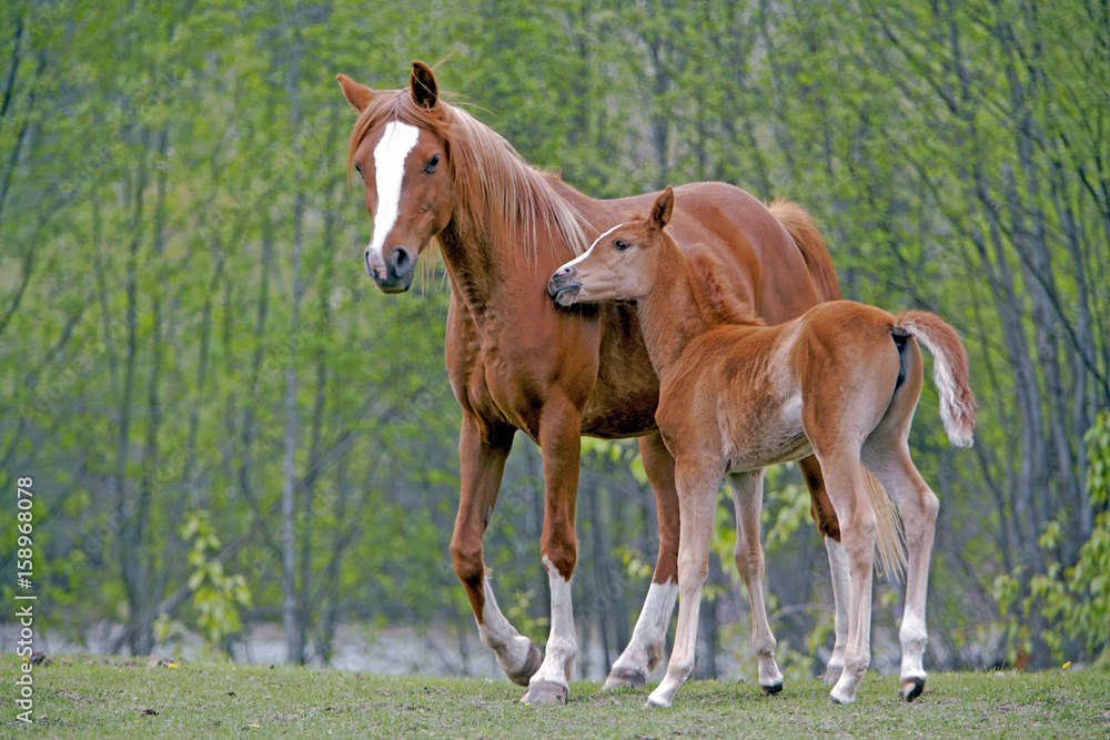 Chestnut Arabian Mare with few week old Foal at spring pasture Chestnut Arabian Mare with few week old Foal at spring pasture