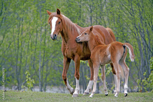Chestnut Arabian Mare with few week old Foal at spring pasture © rima15