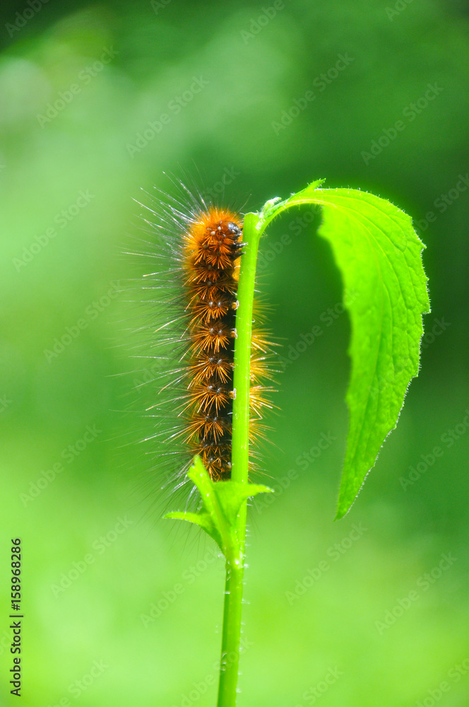Naklejka premium Caterpillar feeding on a leaf in garden and make damage. Caterpillar in the grass