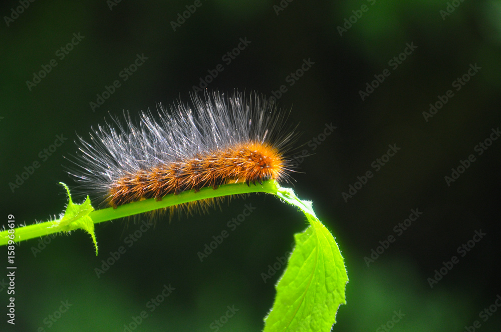Caterpillar feeding on a leaf in garden and make damage. Caterpillar in the grass Caterpillar feeding on a leaf in garden and make damage. Caterpillar in the grass