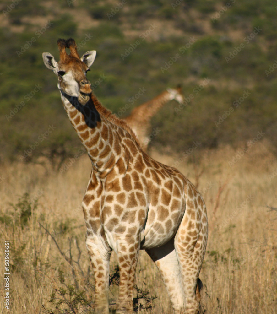 Obraz premium Giraffe