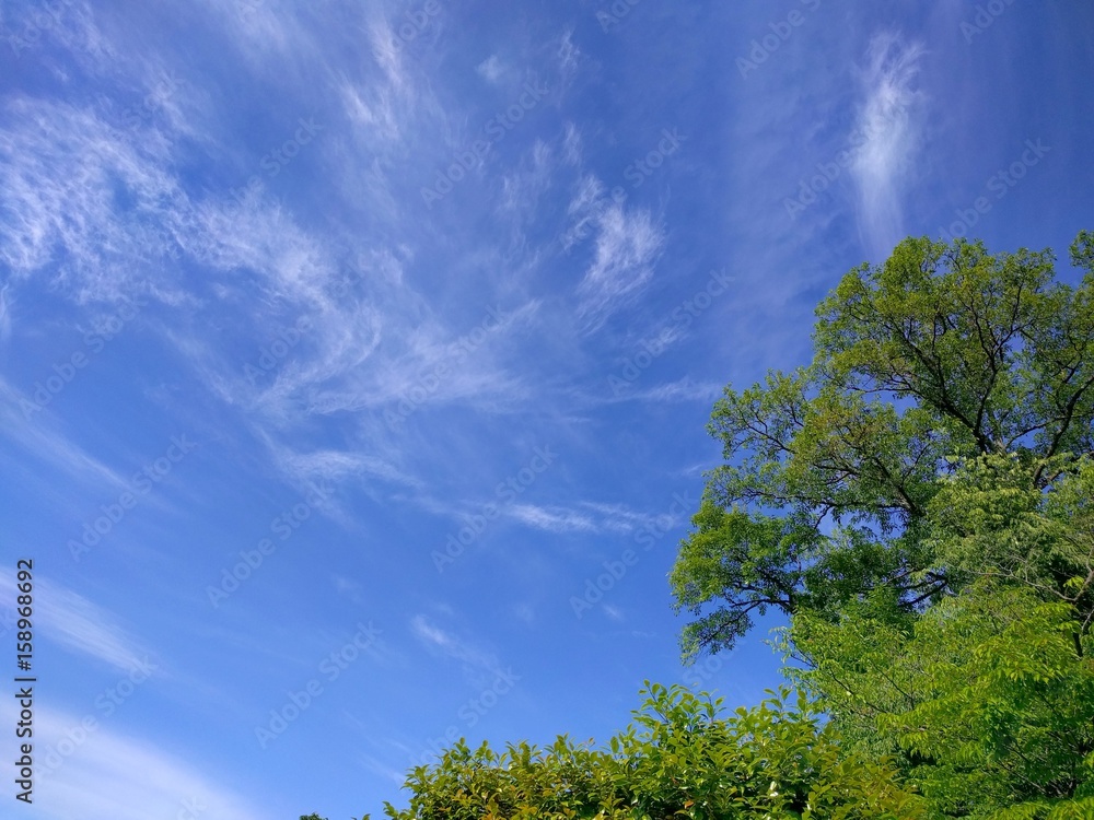 Obraz premium 新緑と初夏空