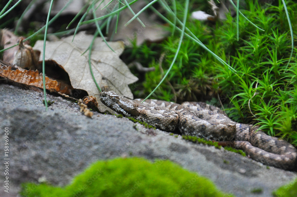 Vipera ammodytes, Nose-horned viper, most toxic and dangerous snake in Europe. Long-nosed Viper, European viper snake Vipera ammodytes, Nose-horned viper, most toxic and dangerous snake in Europe. Long-nosed Viper, European viper snake