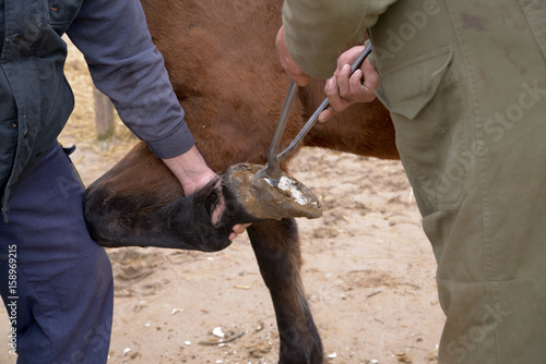 Repairing of horse hoof close up photography