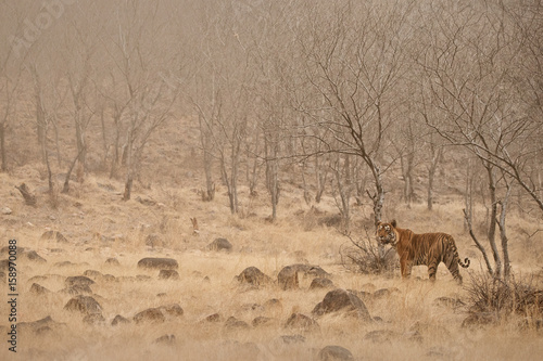 Tiger in the nature habitat. Tiger male standing in the dry forest during big sandstorm. Wildlife scene with danger animal. Sandstorm in India. Dry trees with beautiful indian tiger  Panthera tigris