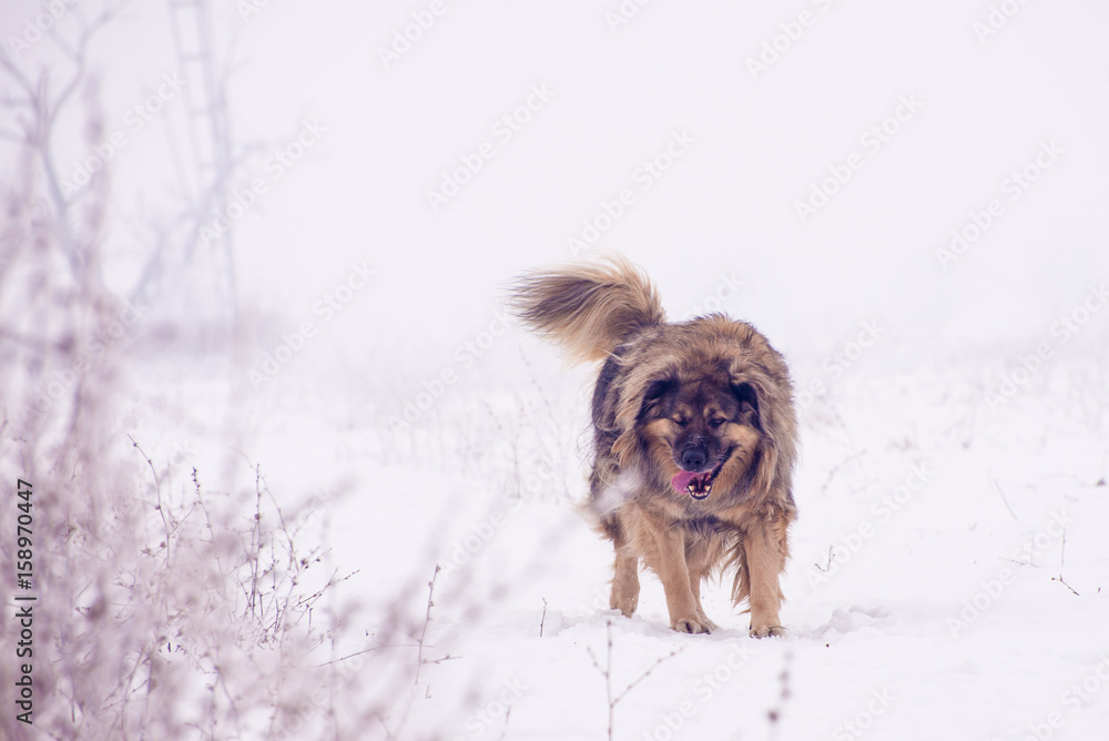 Shaggy shepherd patrolling on the snowy pasture