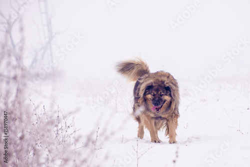 Shaggy shepherd patrolling on the snowy pasture