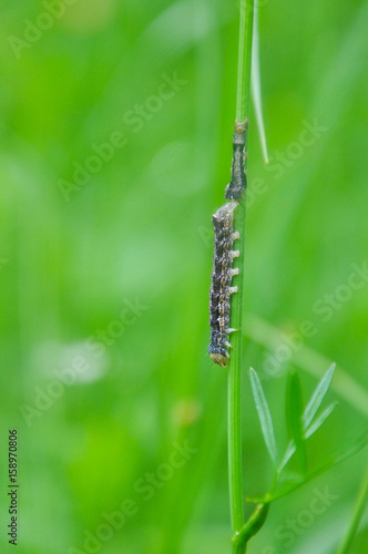 Caterpillar feeding on a leaf in garden and make damage. Caterpillar in the grass