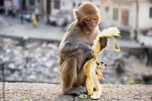 Photography Baby monkey