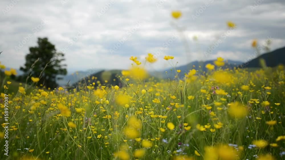 Mountain field with yellow flowers