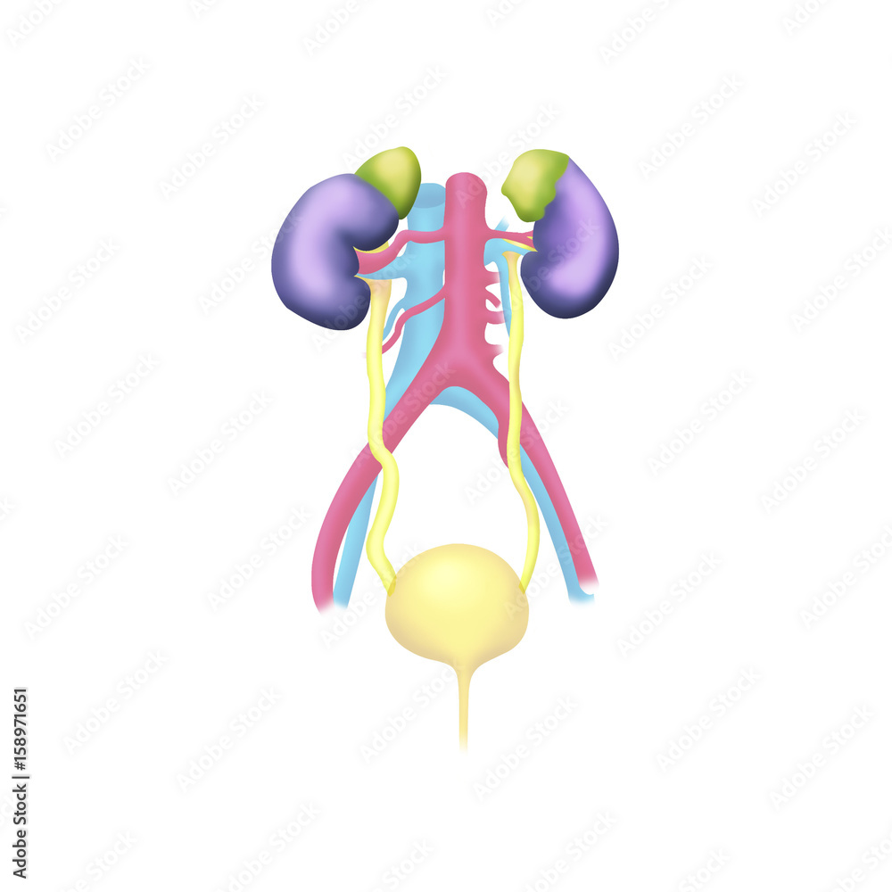 Urinary Excretory System Kidneys. Urinary. Aorta, Veins, Ureter. Clean  Drawing Illustration Vector Stock Vector - Illustration of background,  colored: 225965468