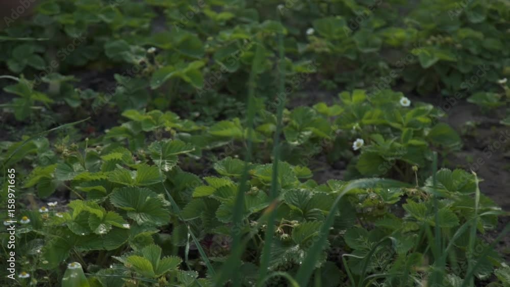 Stream of water spraying from garden hose. slow-motion. Stream of water spraying from garden hose. slow-motion.