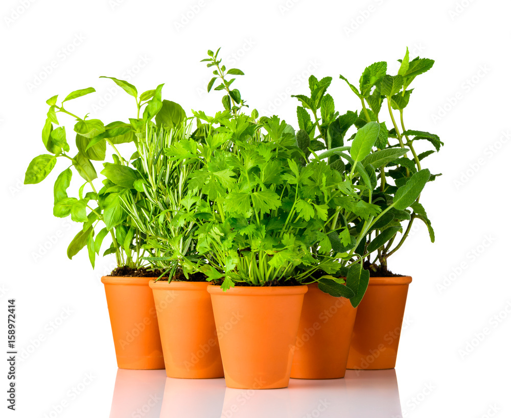Green Herbs Growing in Pottery Pots on White Background Green Herbs Growing in Pottery Pots on White Background