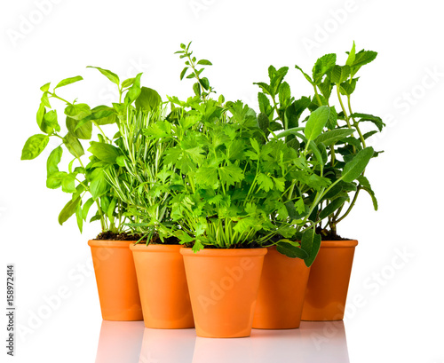 Green Herbs Growing in Pottery Pots on White Background