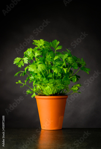 Parsley Growing in a Pottery Pot